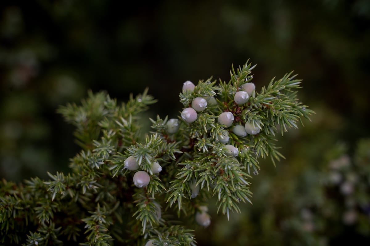 Juniper around the trail
