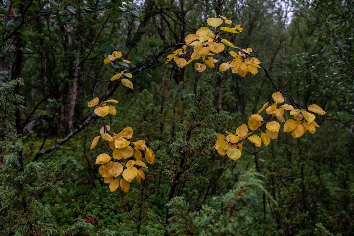 Autumn was slowly approaching