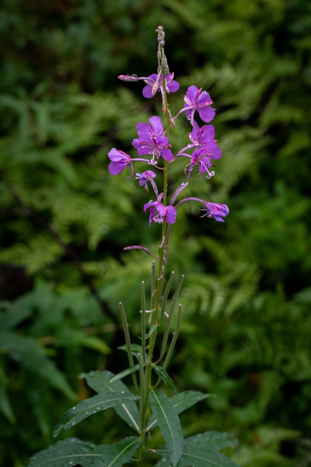 Fireweed and lots of other wildflowers in the area