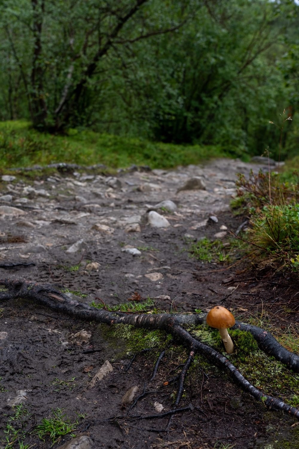 The trail to Silfar Canyon in Norway