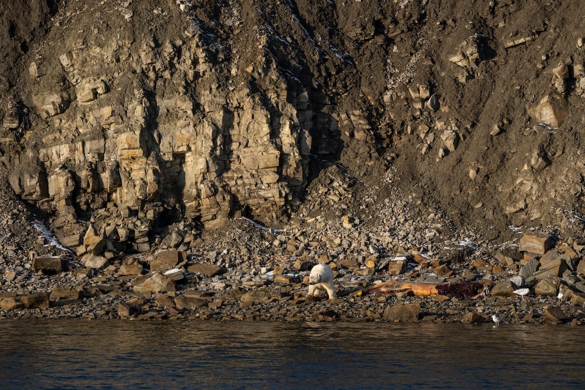 A polar bear outside of Pyramiden in September
