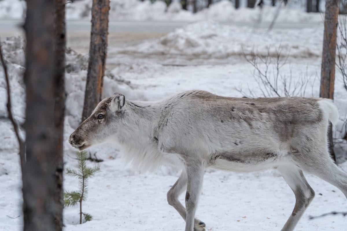 Reindeer at Wilderness Hotel Inari