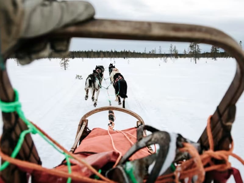 Dog-sledding in Rovaniemi