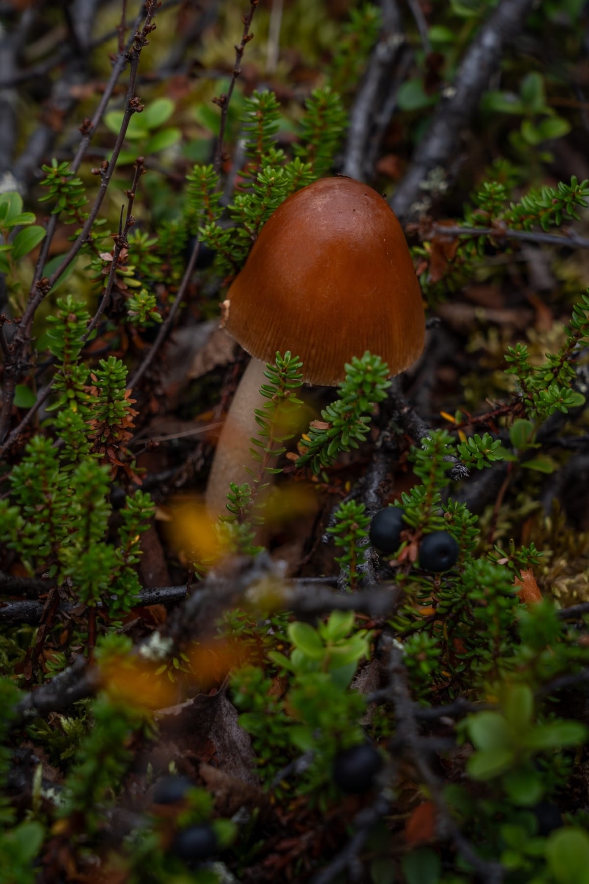 Abisko National Park