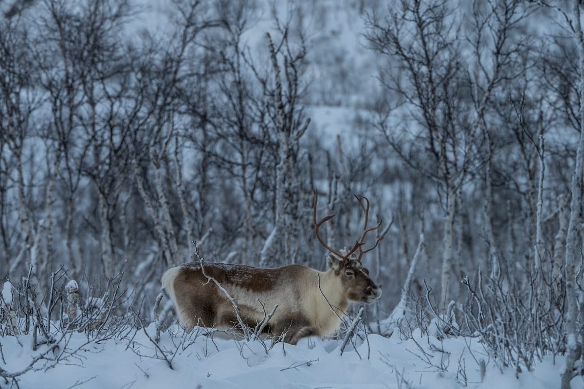 Abisko in late November - not idea hiking conditions (or daylight!)