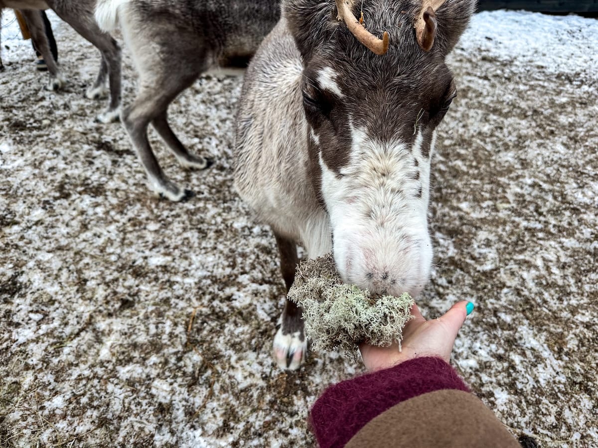 Feeding reindeer in Rovaniemi