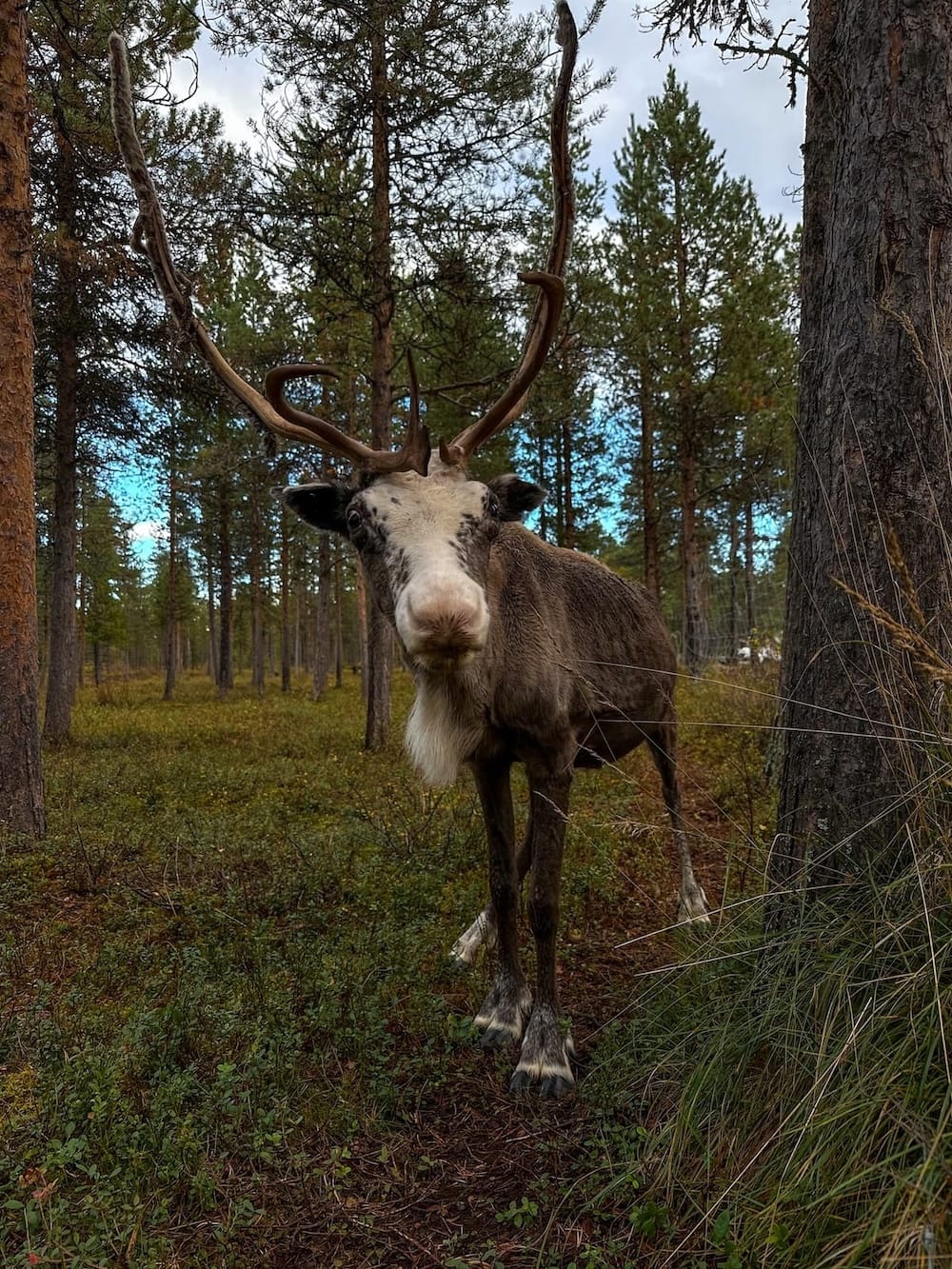 My favorite guest at the Reindeer Lodge