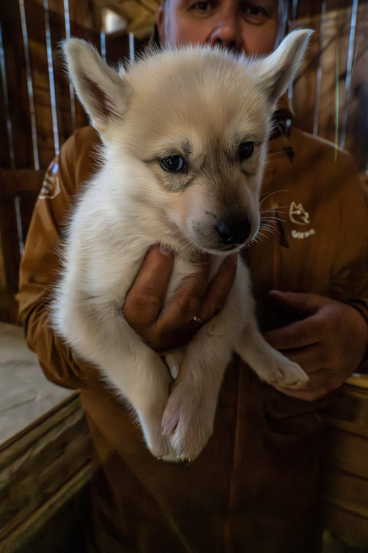 One of the new puppies at Pirate Husky in Børselv