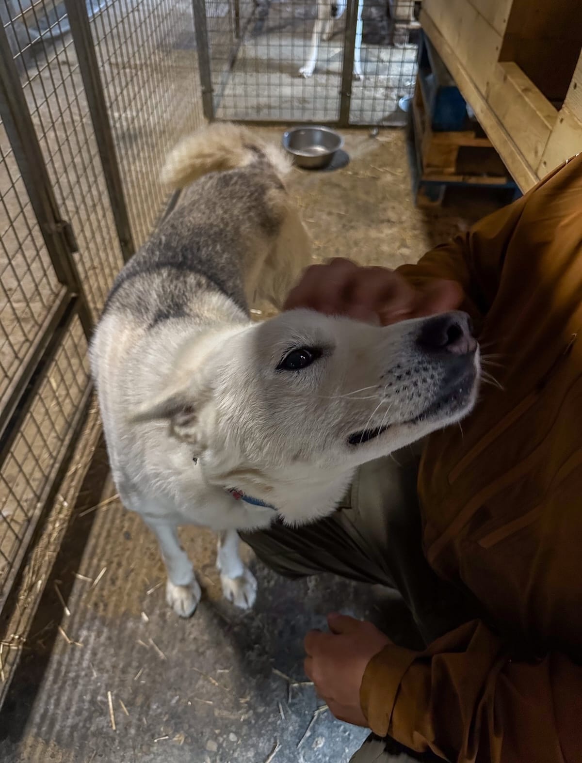 Pirate Husky in Børselv-14