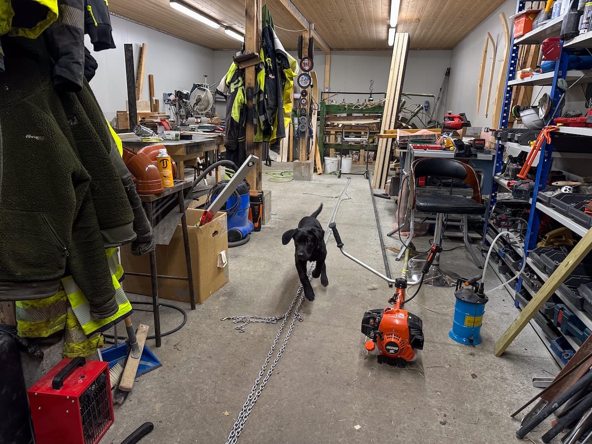 Workshop area (and Zuma running around)