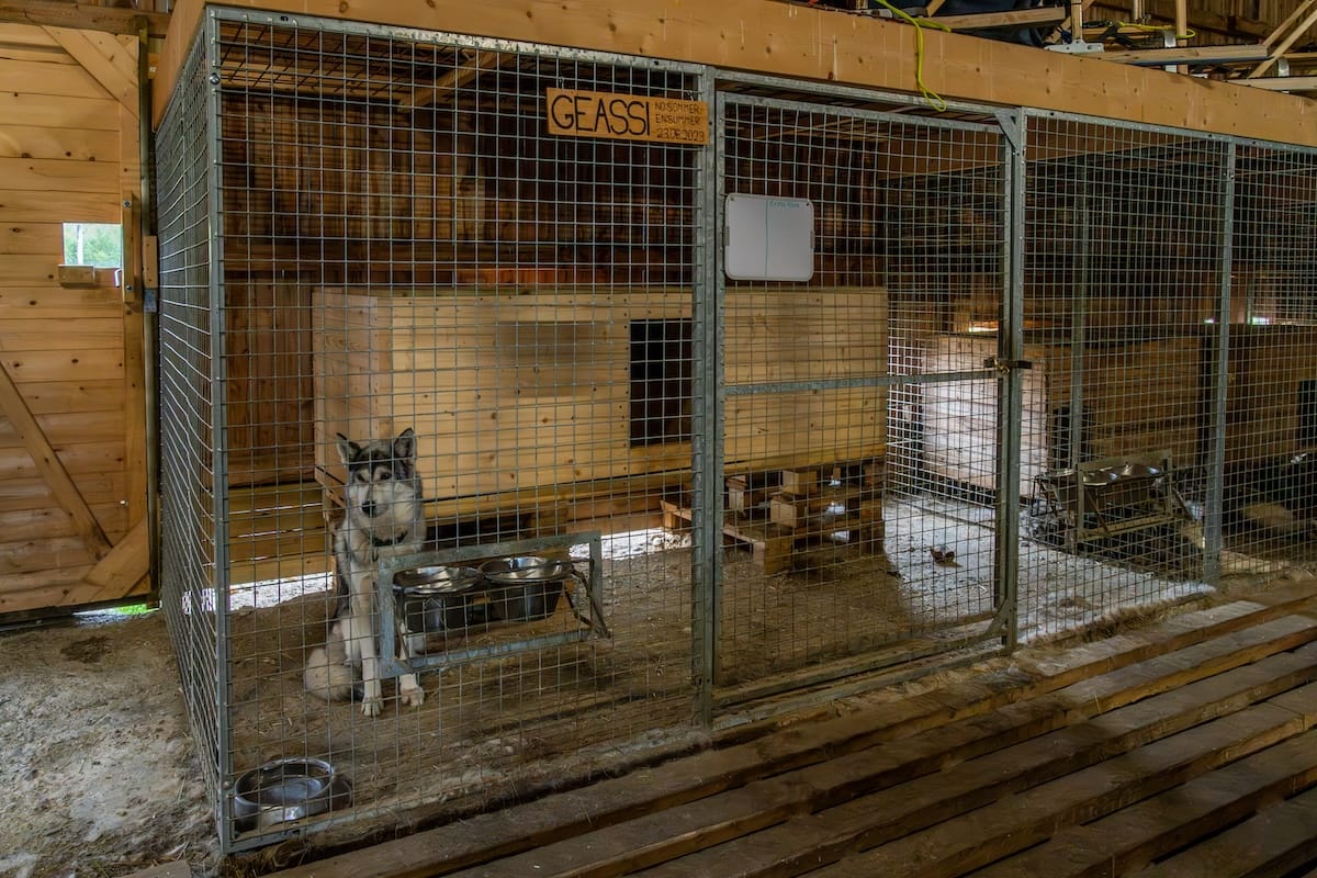 Visiting Børselv's Pirate Husky