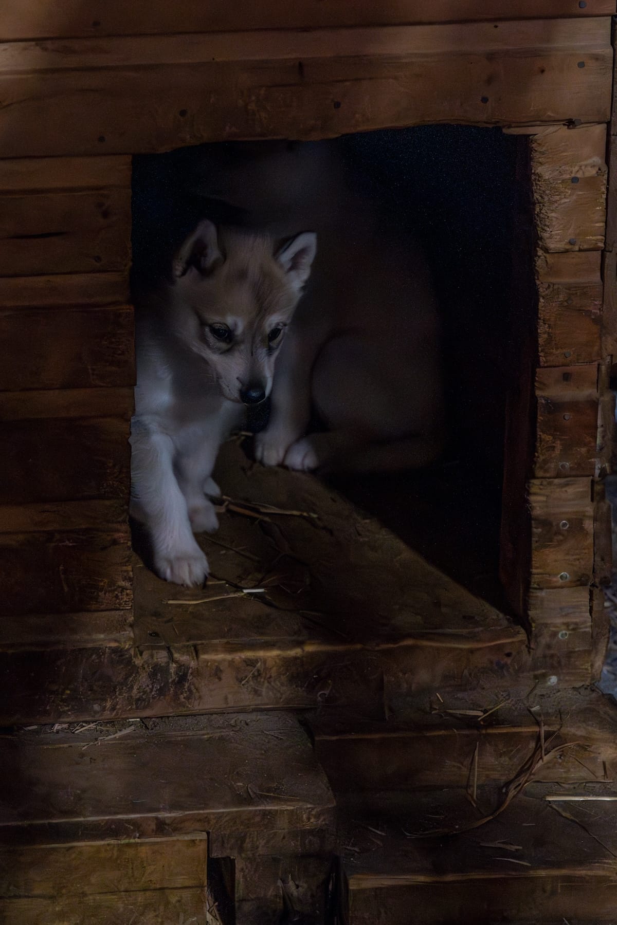 Meeting the puppies at Pirate