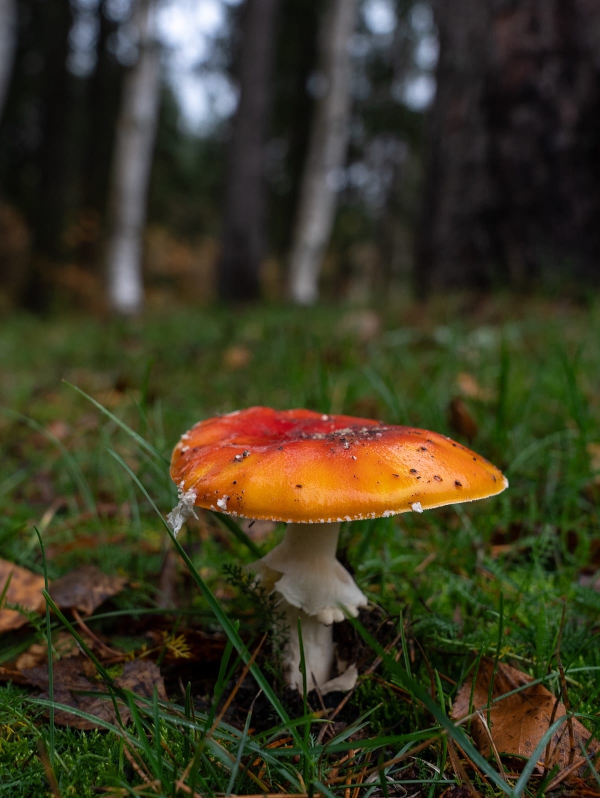 First days of October in Rovaniemi
