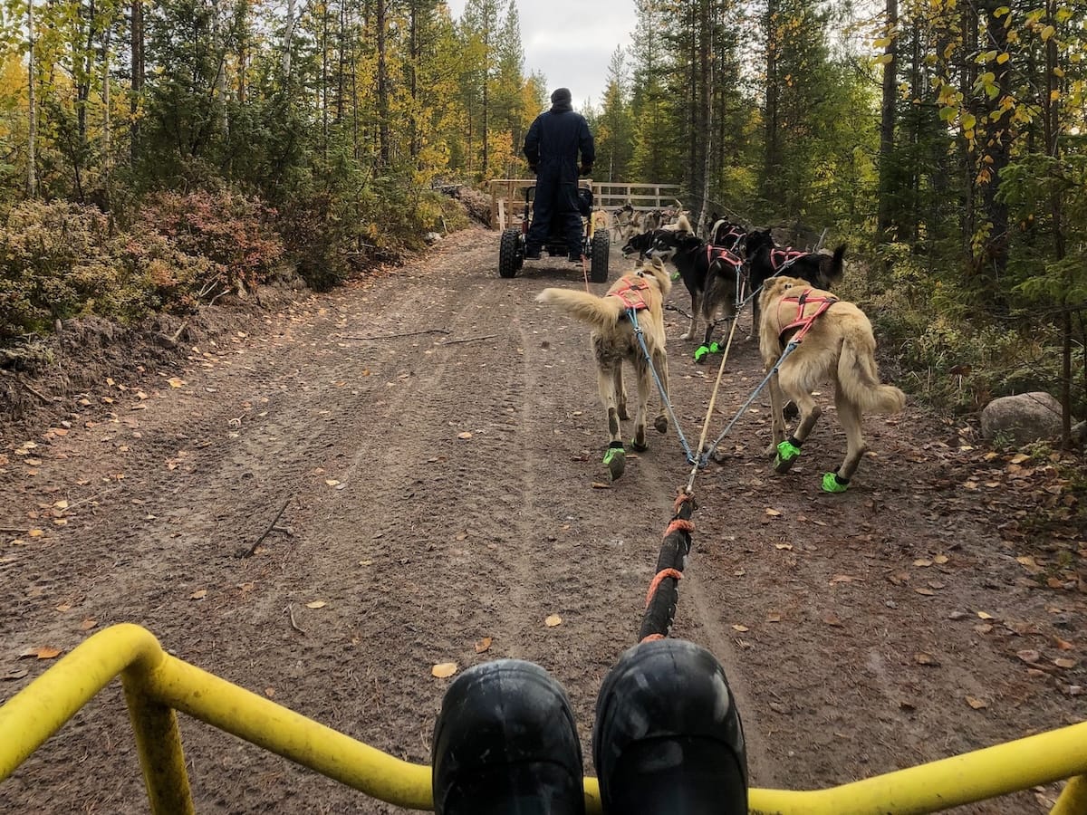 Dog-carting at Bearhill Husky (at the end of September)