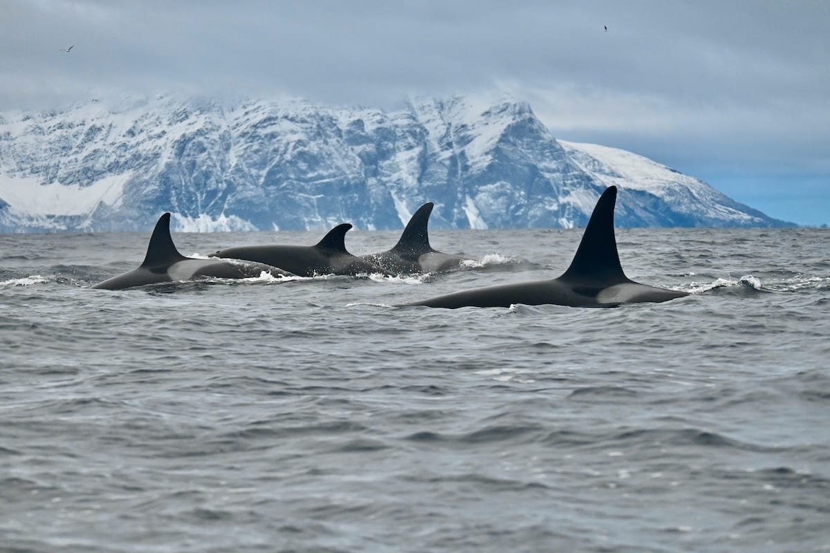 Whale watching in Tromsø, Norway