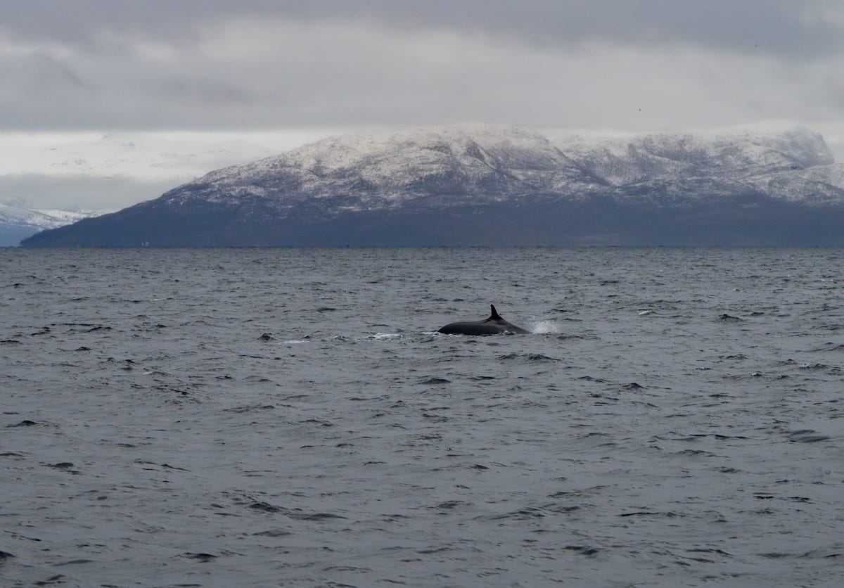 My most recent whale watching adventure in Tromsø (Oct 2025)