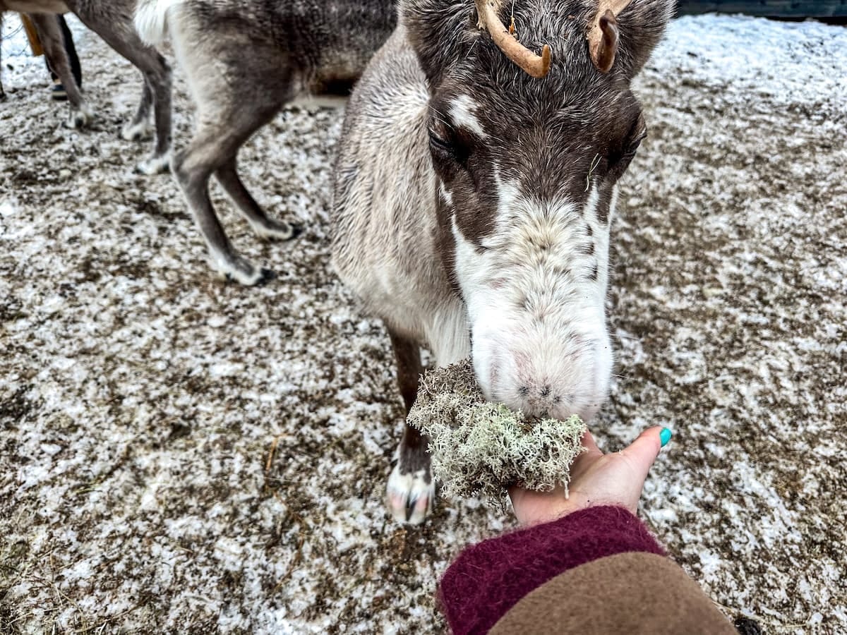 Feeding reindeer at Local Lifestyle Rovaniemi