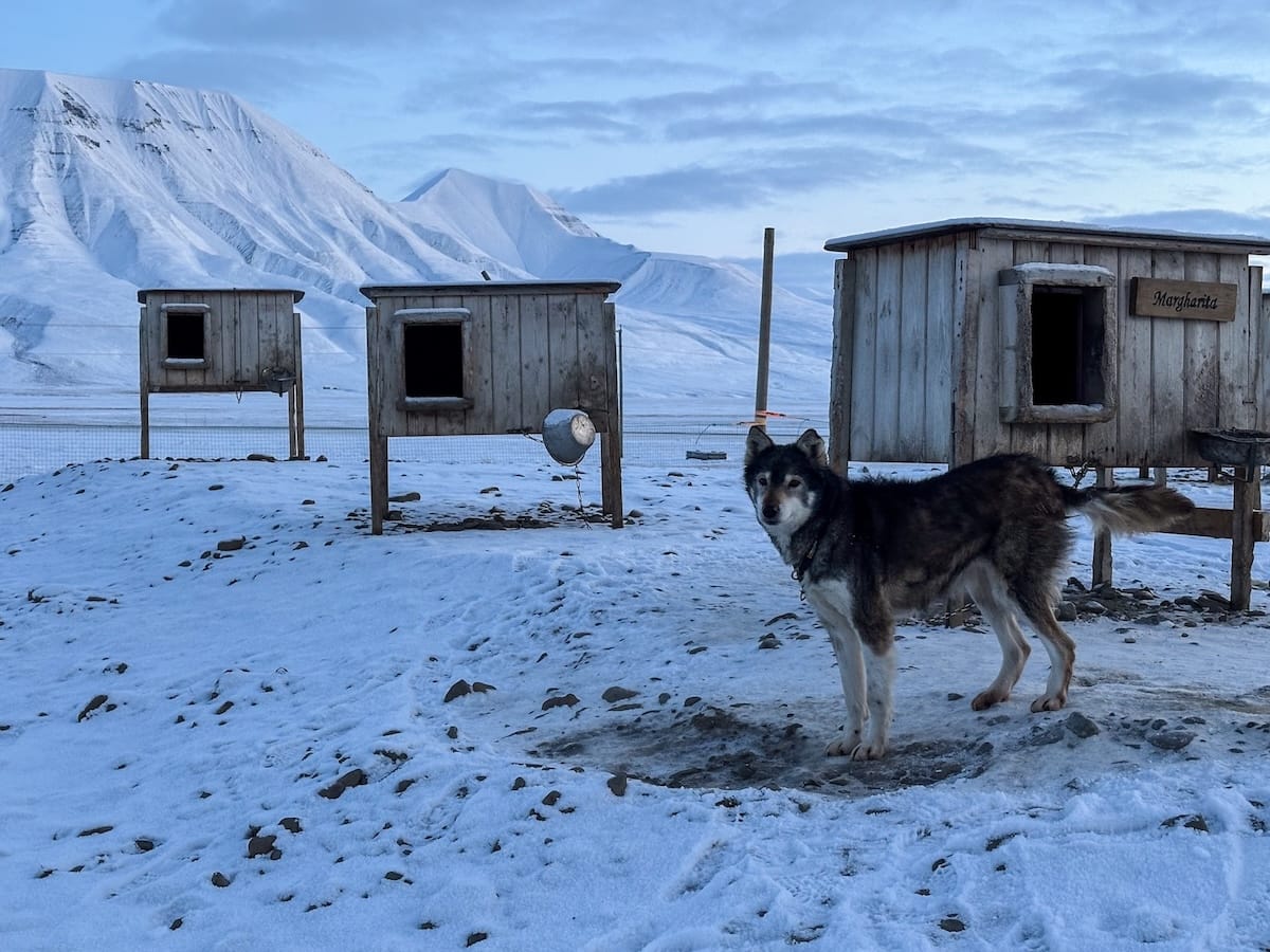Dog-carting with Svalbard Husky-11