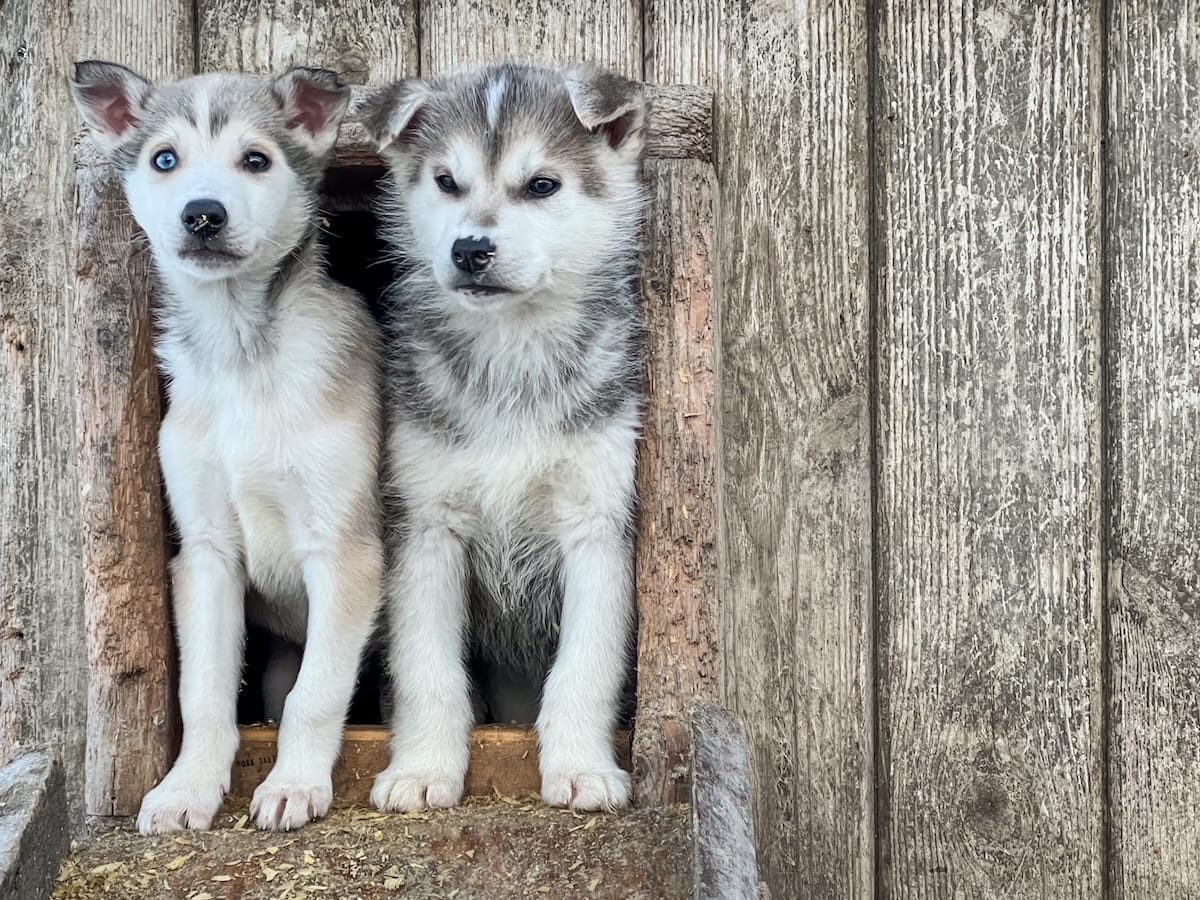 Dog-carting with Svalbard Husky-22