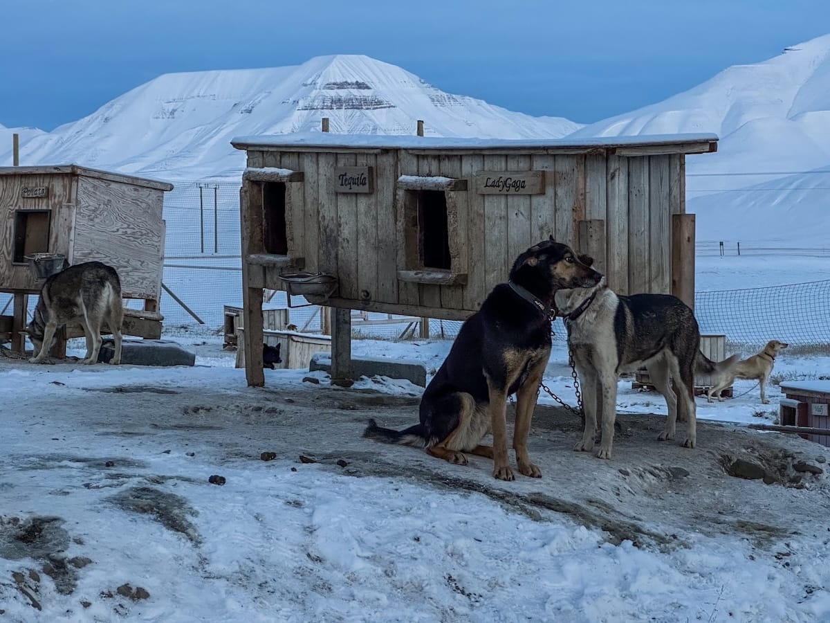 Dog-carting with Svalbard Husky-6