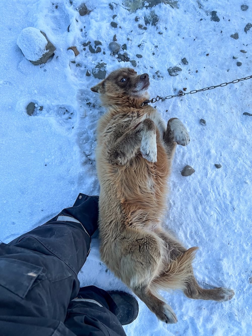Dog-carting with Svalbard Husky-9