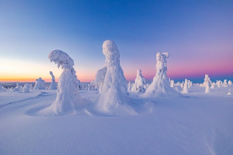 Tykky trees - something you can go visit when visiting Rovaniemi in January