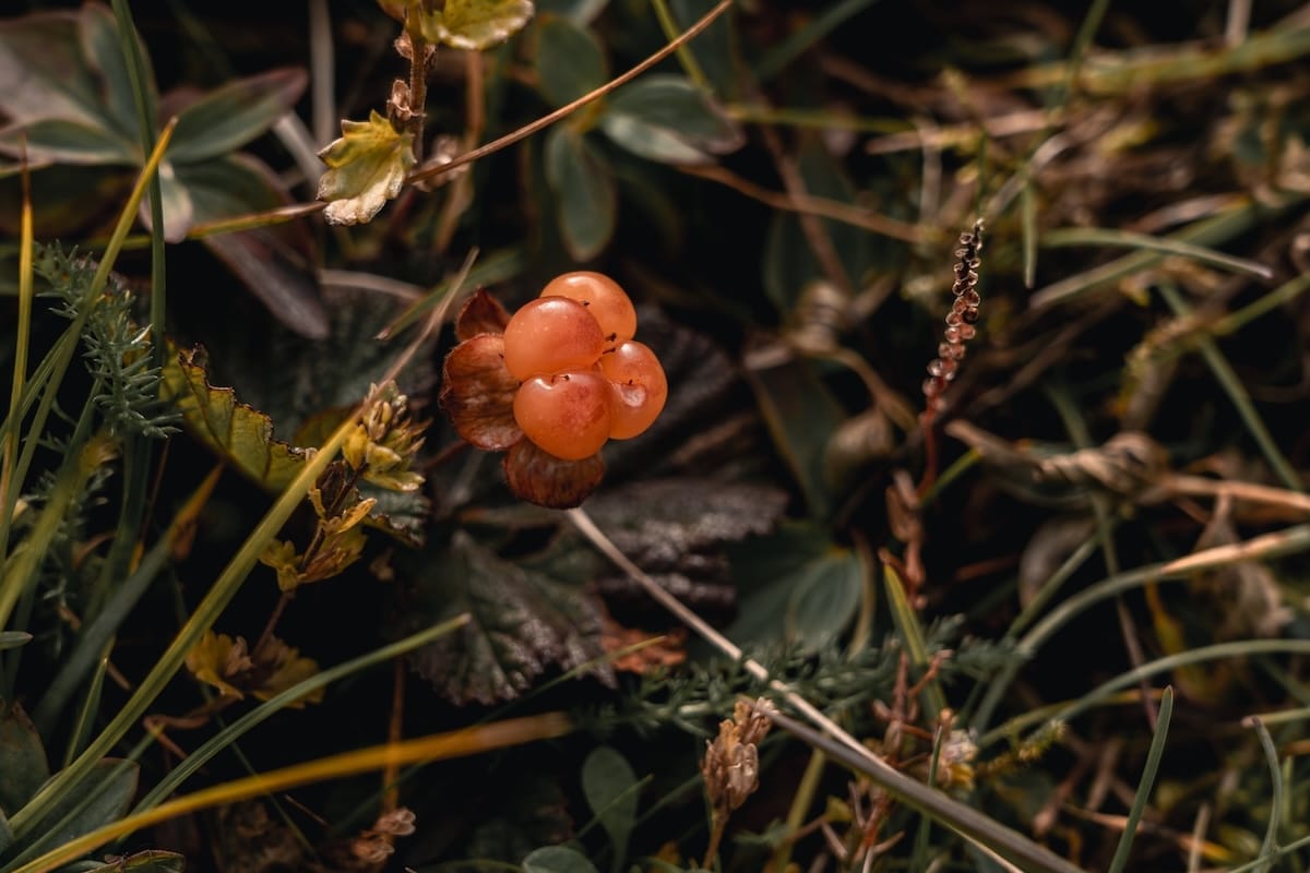 Cloudberries in Slettnes Nature Reserve
