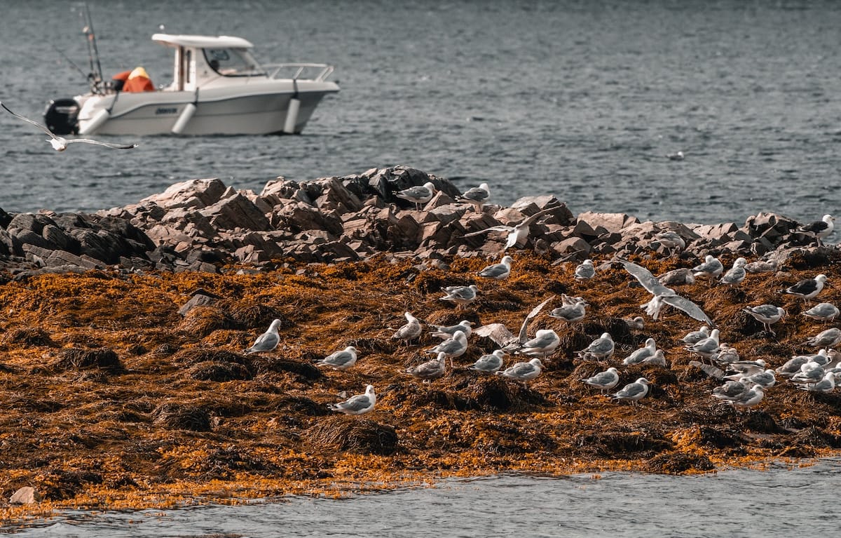 Skjånes, Norway-22