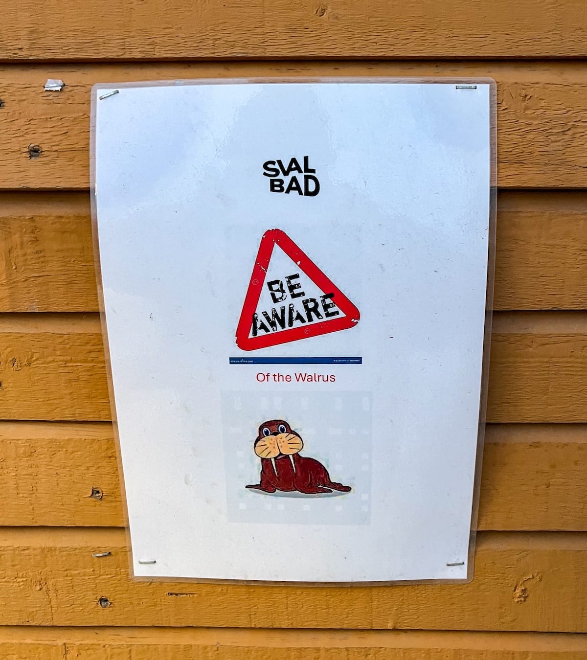 Visiting Svalbad Sauna in Svalbard
____
a photo of a cute walrus indicating that there are walruses nearby
