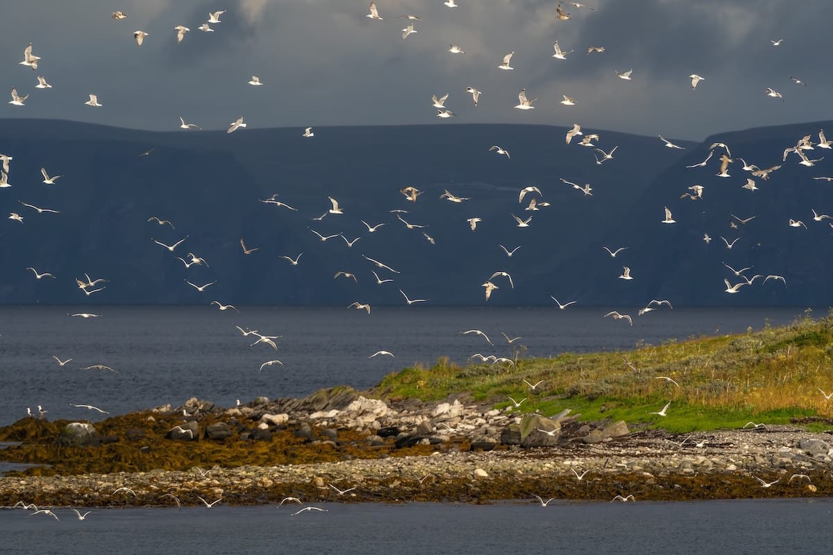 Where to Stay at the North Cape in Norway (+ Honningsvåg)
a small islet with a bunch of birds flying around it