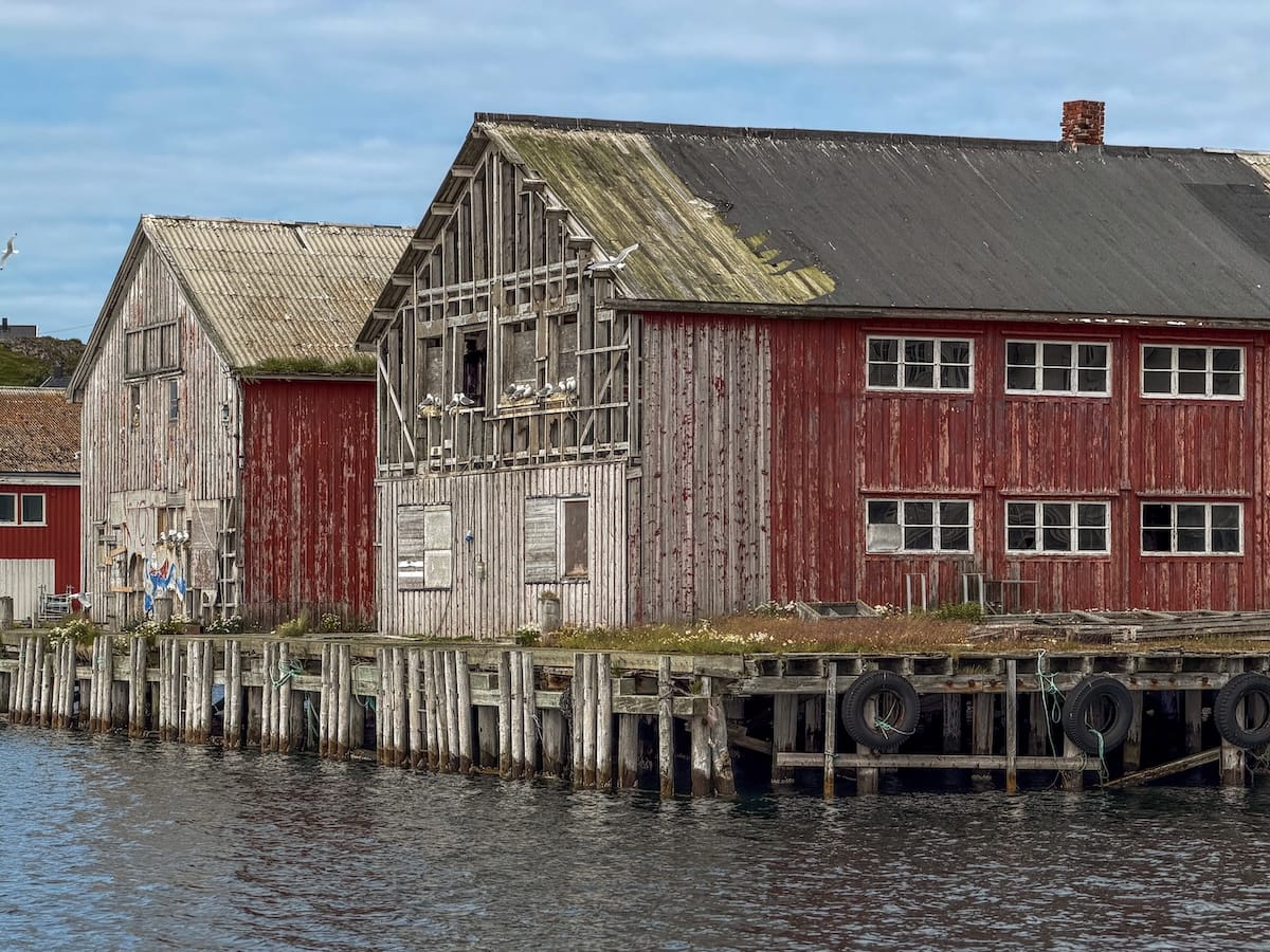 kittiwakes and their nests on a red wooden building along the harbor in mehamn