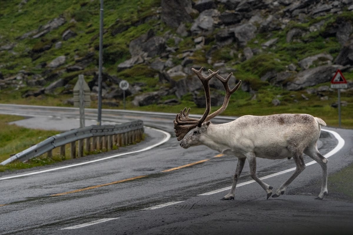 Where to Stay at the North Cape in Norway (+ Honningsvåg)
a reindeer crossing a road in norway