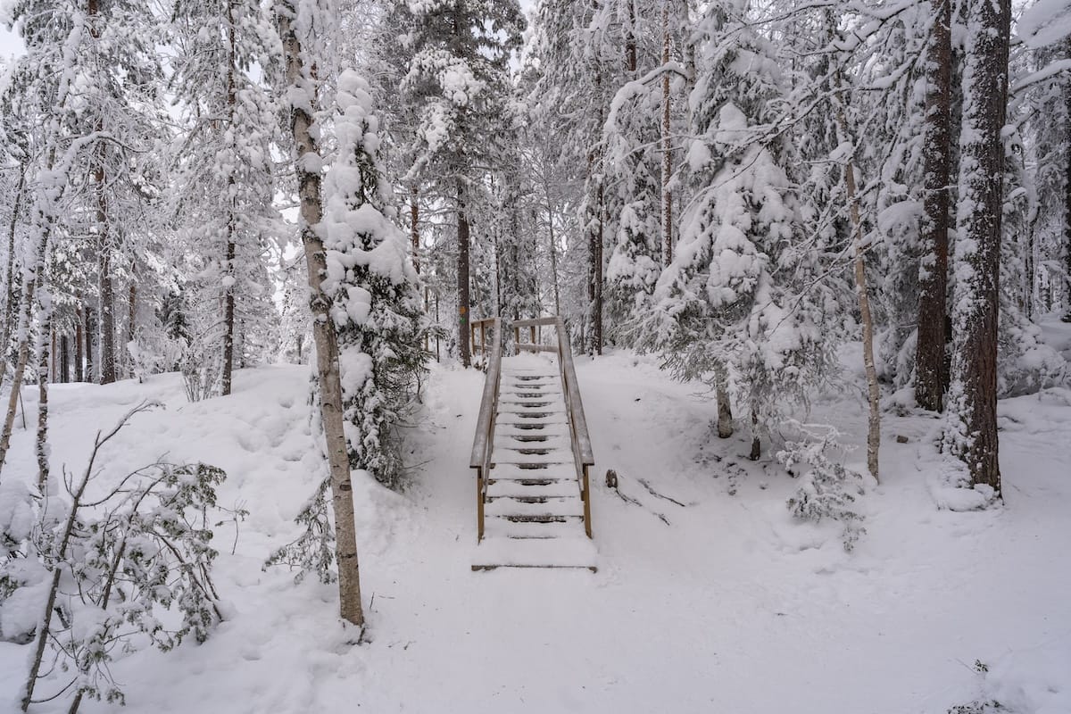 snowy stairs in a forest