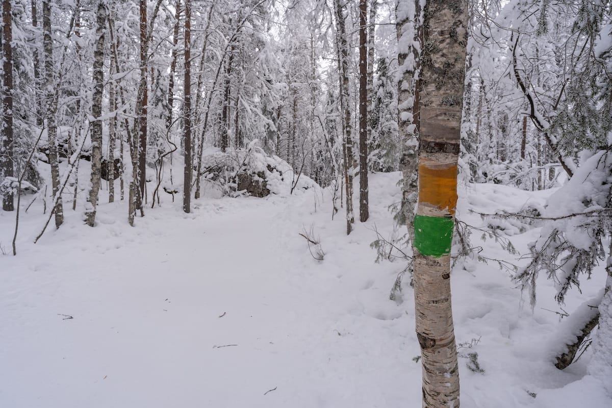 a trail marker on a birch tree in a snowy forest