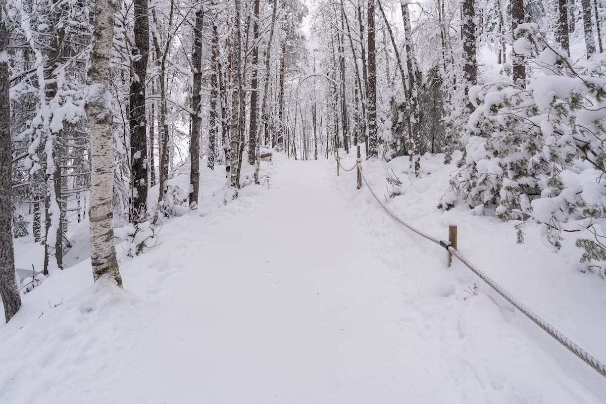 a snowy trail in a forest