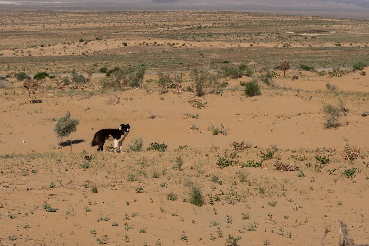 a dog in the middle of the desert
