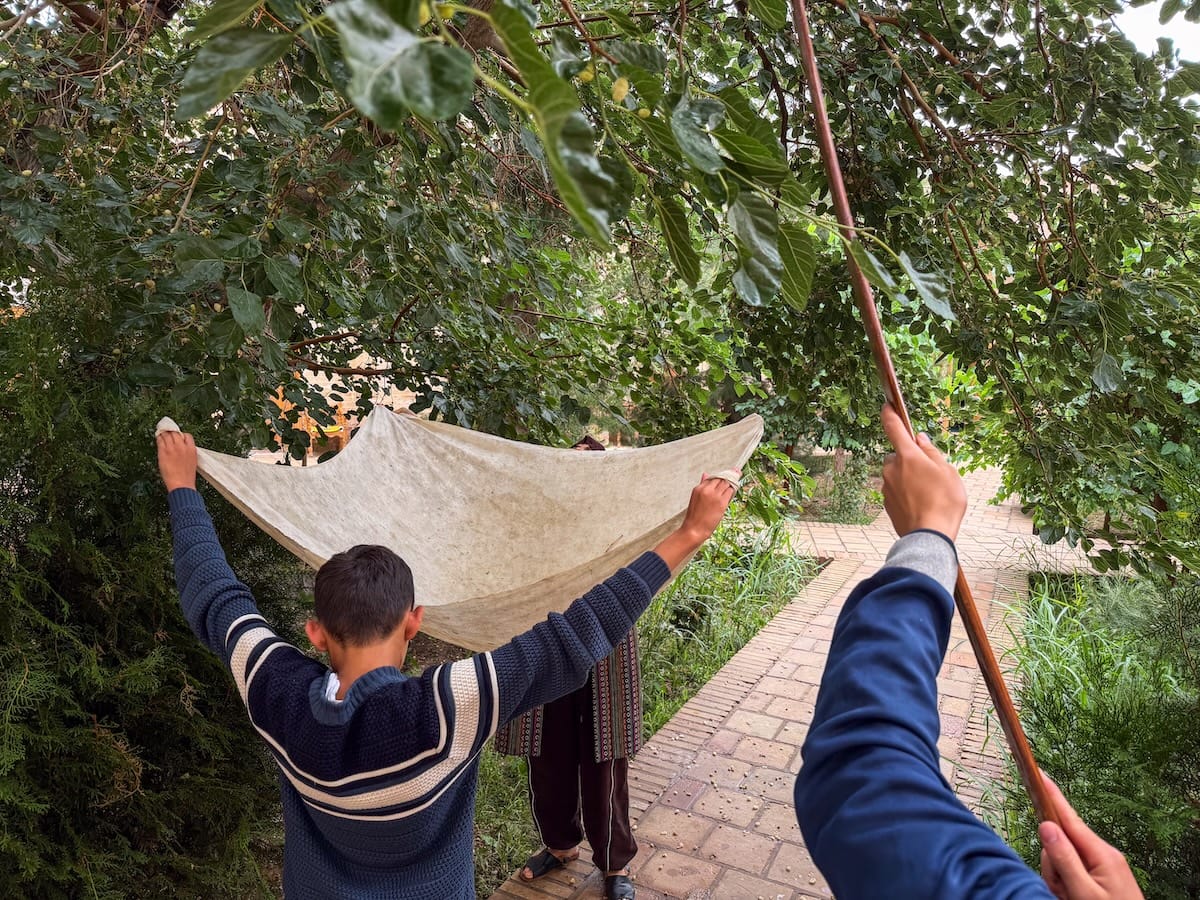 a group of people gathering mulberries from a tree with a blanket