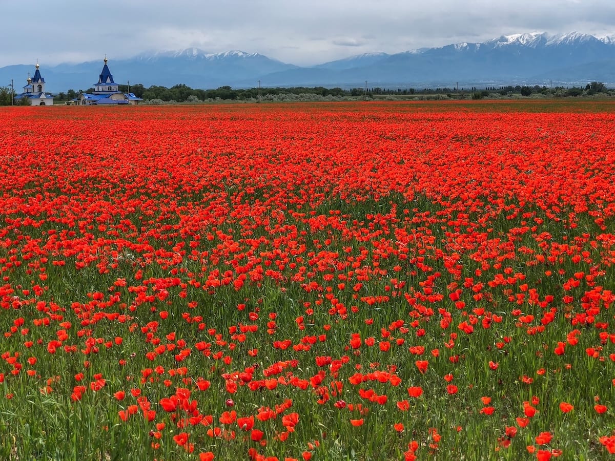 a bunch of bright red poppies in a village outside almaty