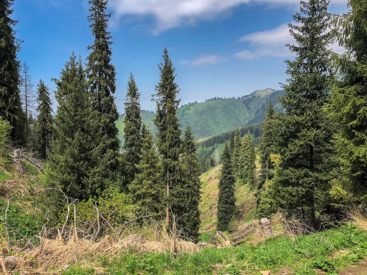 trees by the mountain in almaty