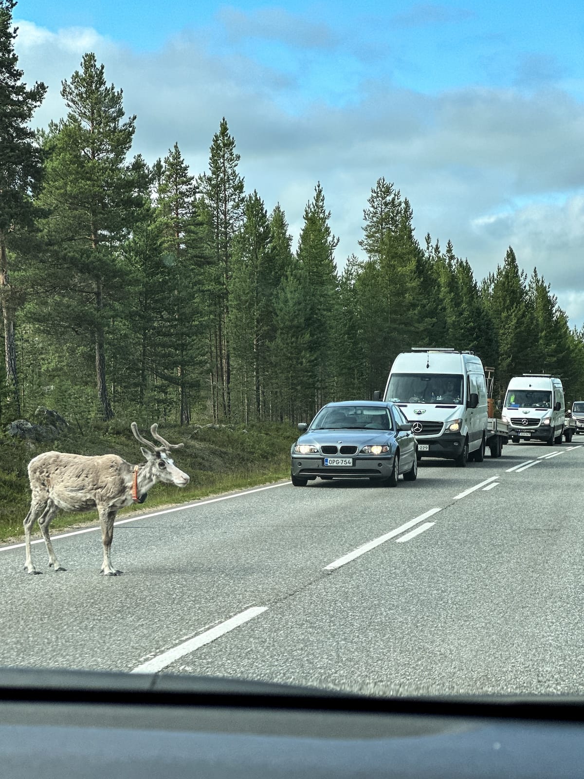 a reindeer in the middle of the road with a car stopped