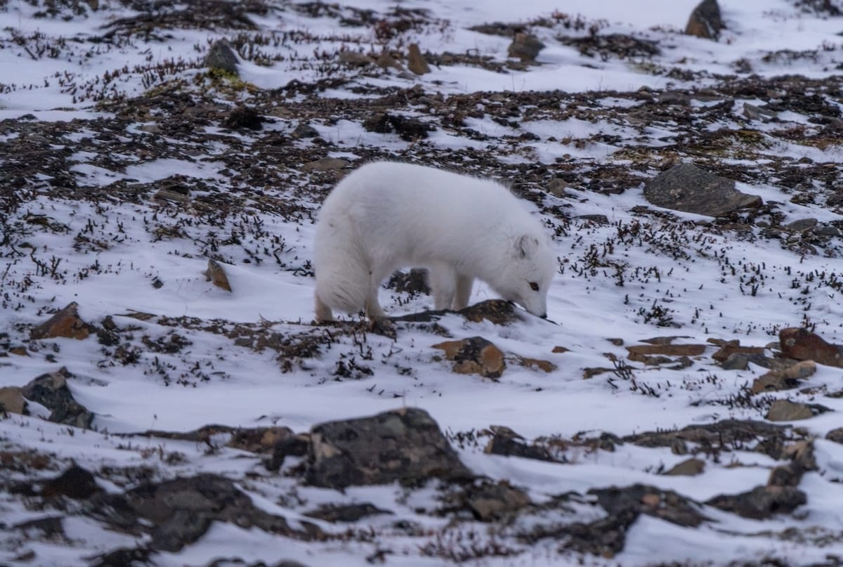 an Arctic fox with white fur in a snowy landscape looking for food