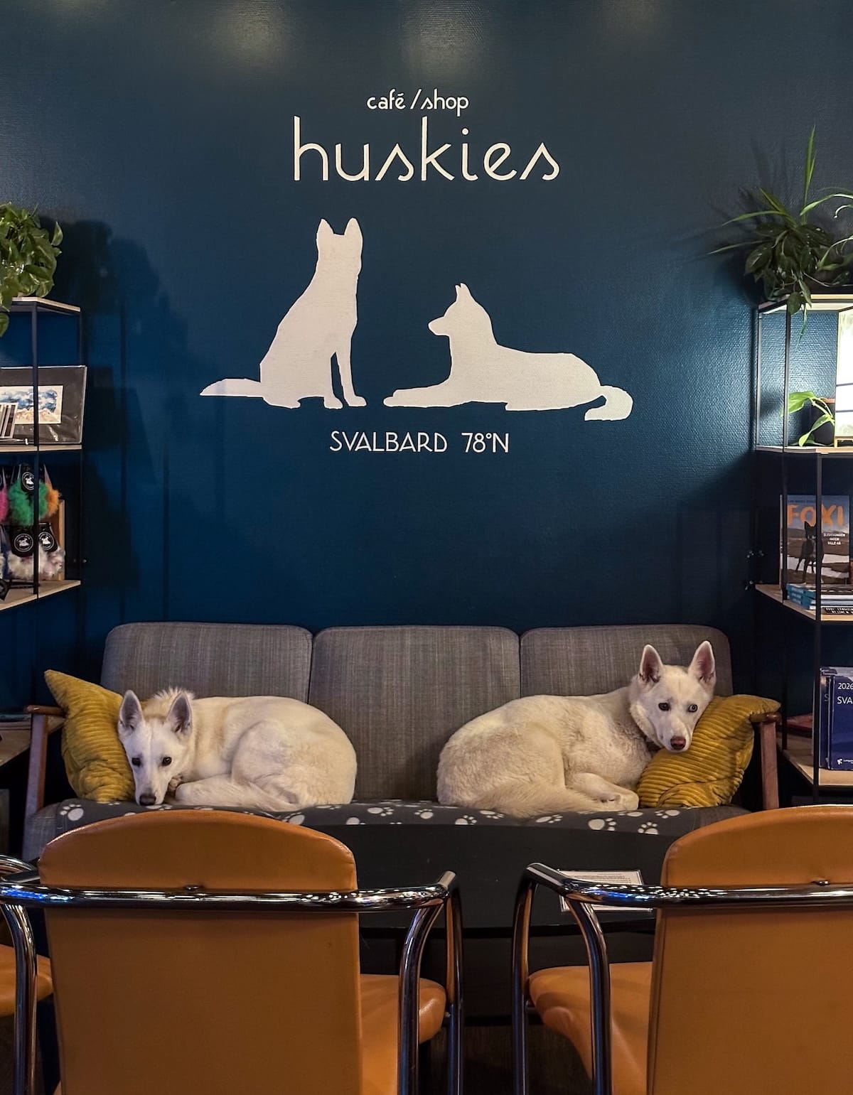two husky does on a couch at a cafe