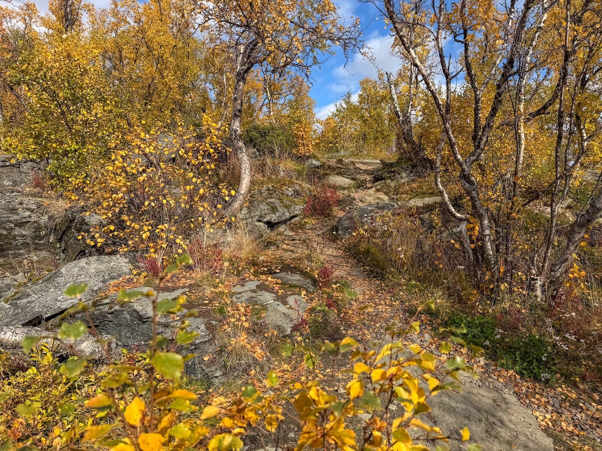 a small trail with tons of fall foliage around it in Sweden
